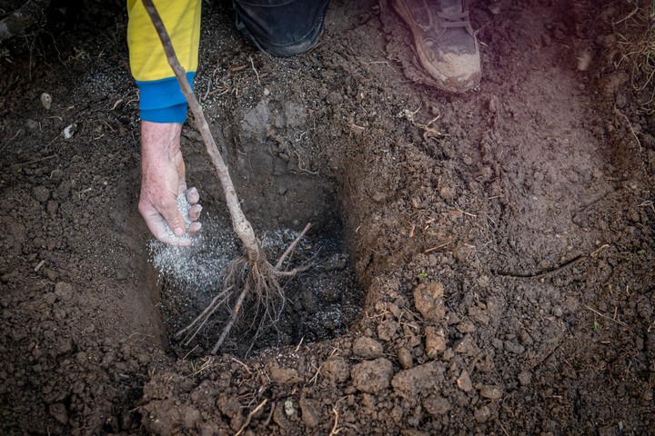 Nová záhrada - výsadba